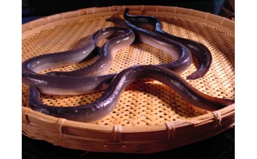 国産うなぎ蒲焼 3尾 鰻の蒲焼き 鰻｜石川県 小松市 株式会社竹本商店