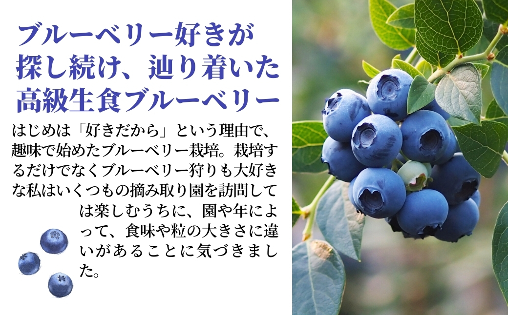 蜀キ蜃阪ヶ繝ォ繝シ繝吶Μ繝シ 500gテ2陲 蝗ス逕」繝輔Ν繝シ繝ス懃浹蟾晉恁 蟆乗收蟶 縺阪i縺シ縺励ヵ繧。繝シ繝
