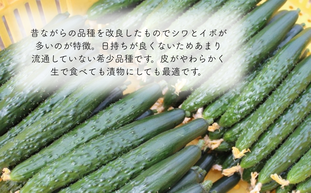 【先行予約】 四川きゅうり 5kg (訳アリ) 野菜 ギフト | 石川県 小松市 本田農園