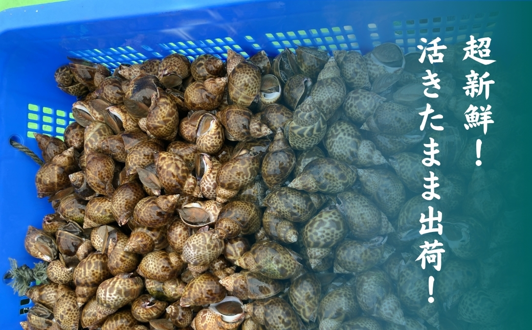 【季節限定】活黒ばい貝 （あずき貝）1kg 海鮮 父の日 ギフト プレゼント【石川県漁業協同組合小松支所】