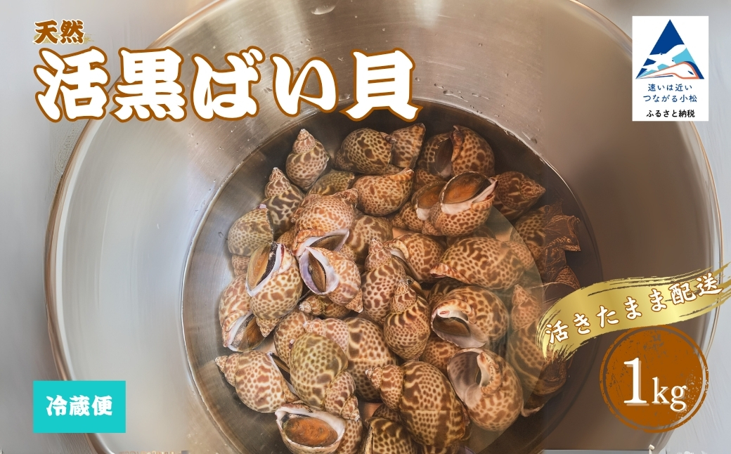 【季節限定】活黒ばい貝 （あずき貝）1kg 海鮮 父の日 ギフト プレゼント【石川県漁業協同組合小松支所】