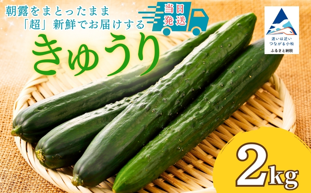 【先行予約】 きゅうり 2kg (20本以上) きゅうり 野菜 | 石川県 小松市 JAあぐり