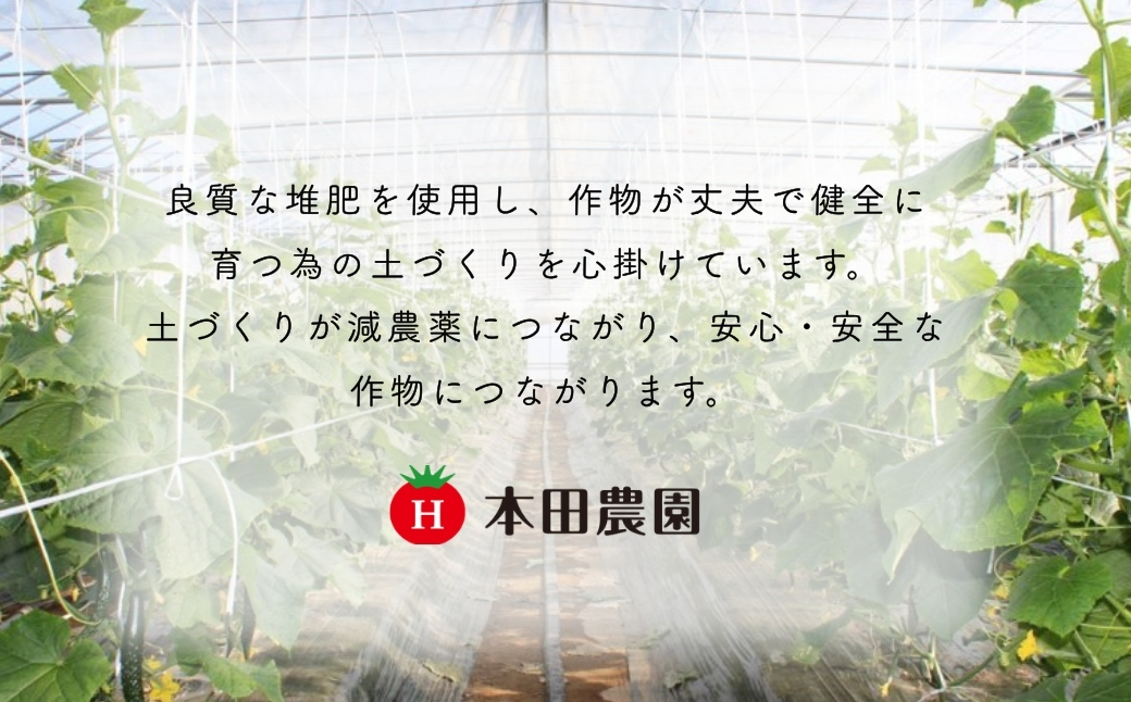 【先行予約】 四川きゅうり 5kg (訳アリ) 野菜 ギフト | 石川県 小松市 本田農園