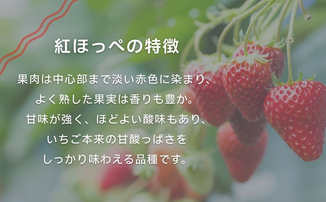 こまつイチゴ 紅ほっぺ 【 4パック（約1kg）】苺 べにほっぺ | 石川県 小松市