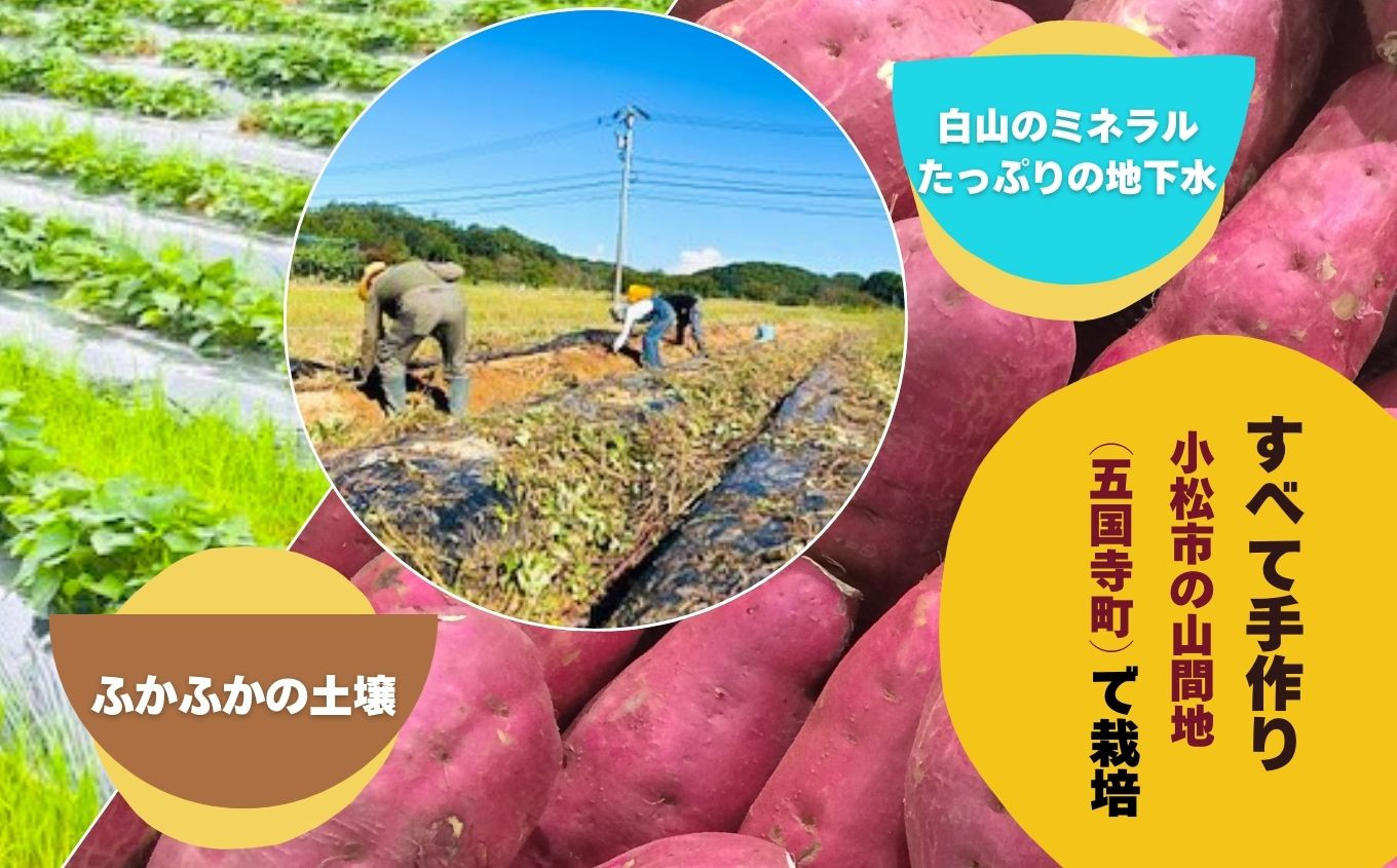 さつまいも 紅はるか 芋 『販売期間限定 』干しいも 300g×3袋セット | 石川県 小松市 【JA小松市】