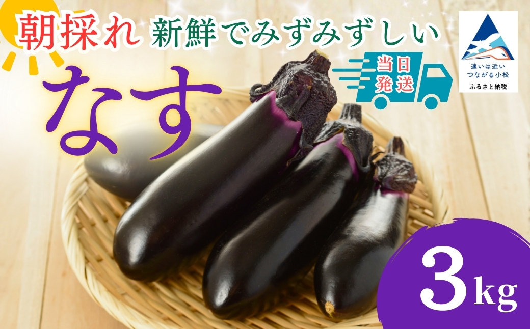 【先行予約】 なす 3kg (30個以上) なす ナス 茄子 野菜 | 石川県 小松市 JAあぐり