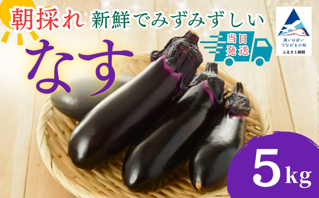 【先行予約】 なす 5kg (50個以上) なす ナス 茄子 野菜 | 石川県 小松市 JAあぐり
