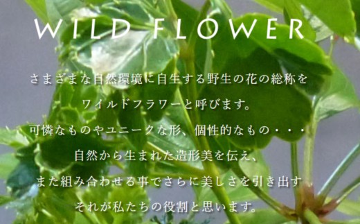 闃ア 繧、繝ウ繝繝ェ繧「 鬟セ繧 縲翫励Μ繧カ繝シ繝悶ラ繝輔Λ繝ッ繝シ縲九襍、縺繝舌Λ闃ア譚12譛ャ