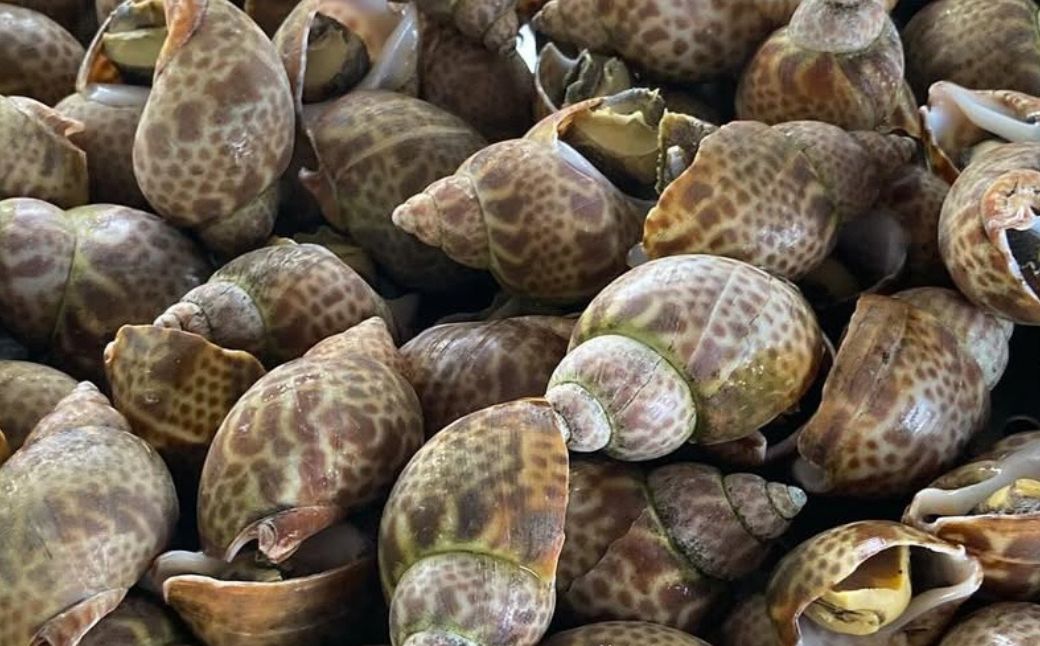 【季節限定】【600g】黒ばい貝水煮（冷凍）200g×3袋