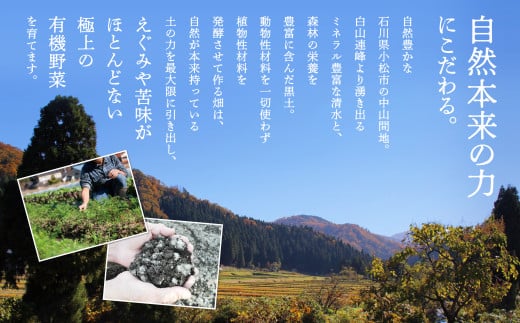 季節の野菜詰合せ Bセット 野菜 詰め合わせ｜石川県 小松市 西田農園