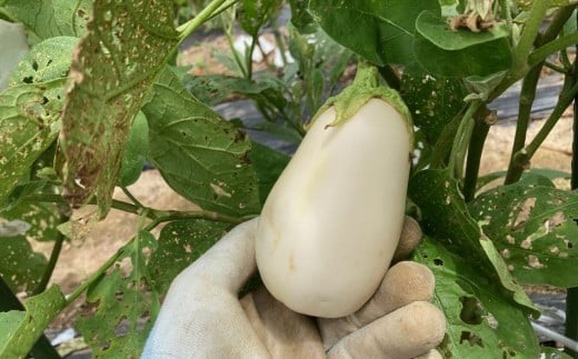 【先行予約】 季節限定 のうちゃんファームの白なす 6個 ナス 茄子 野菜