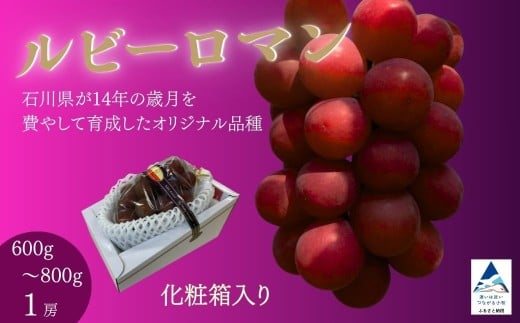 【先行予約 2026年】ルビーロマン ぶどう 葡萄 大粒 1房 600g～800g 贈答品【JA小松市】石川県 小松市