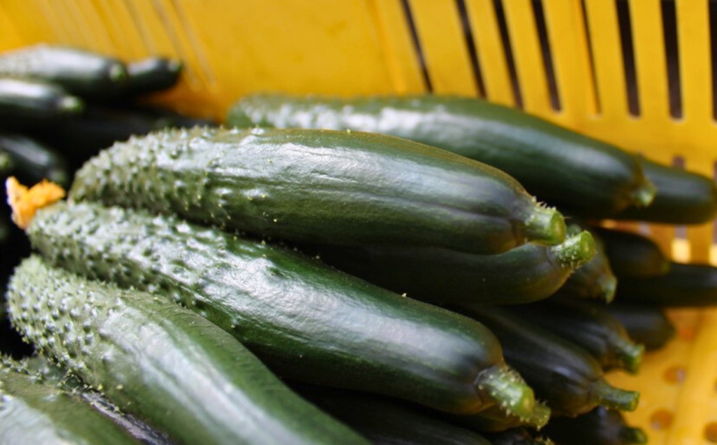 【先行予約】 四川きゅうり 5kg (訳アリ) 野菜 ギフト | 石川県 小松市 本田農園