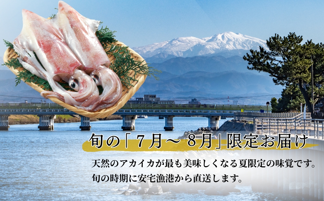 アカイカ 1kg (約2～4杯) イカ いか 海鮮 父の日 ギフト プレゼント【石川県漁業協同組合小松支所】