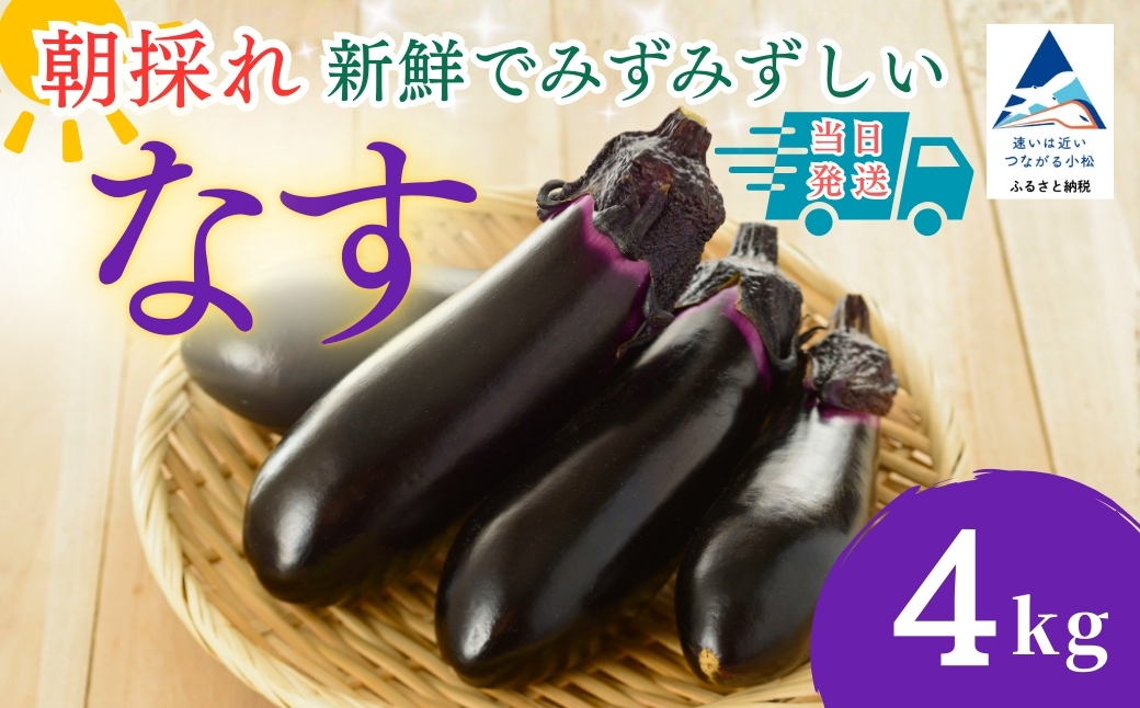 【先行予約】 なす 4kg (40個以上) なす ナス 茄子 野菜 | 石川県 小松市 JAあぐり