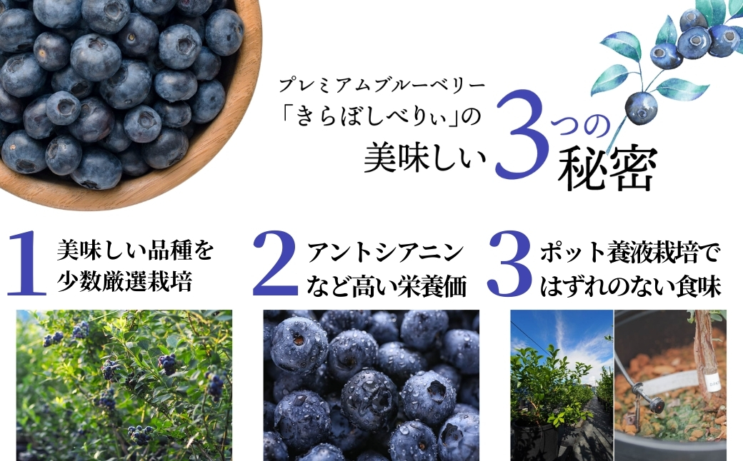冷凍ブルーベリー 500g×1袋 国産フルーツ｜石川県 小松市 きらぼしファーム