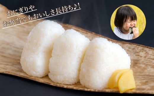 こしひかり精米5kg 令和7年産 精米 米 小松市産コシヒカリ 石川県 小松市