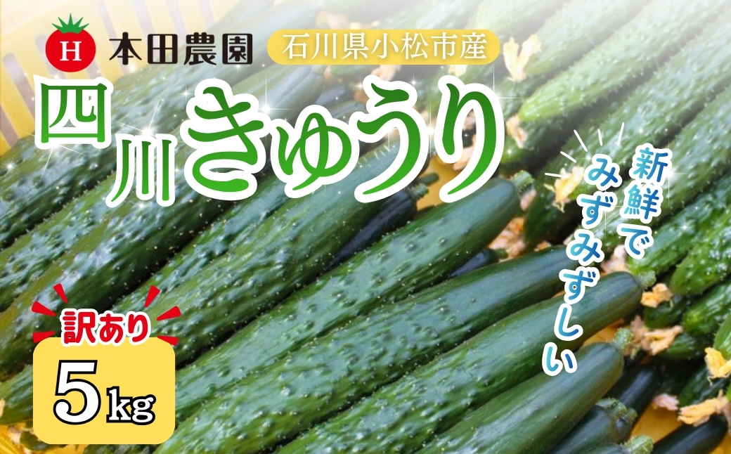 【先行予約】 四川きゅうり 5kg (訳アリ) 野菜 ギフト | 石川県 小松市 本田農園