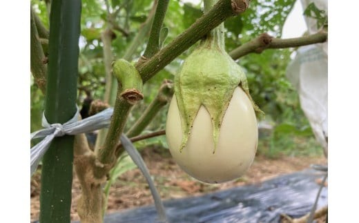 【先行予約】 季節限定 のうちゃんファームの白なす 6個 ナス 茄子 野菜