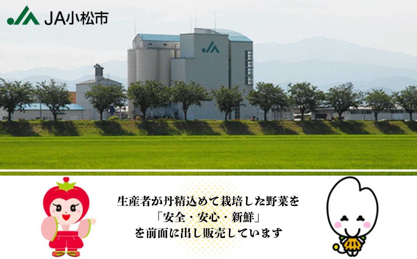 さつまいも 紅はるか 芋 『販売期間限定 』干しいも 300g×3袋セット | 石川県 小松市 【JA小松市】