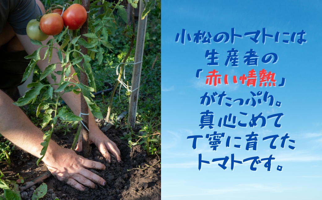 æ¥ããã çŽ4kgïŒ20çïœ24çïŒ å°æŸç£ éè æ¥ãšãŸãš | ç³å·ç å°æŸåžãJAãããã