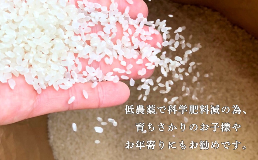 什å7å¹Žç£ ããã²ããã«ã«ã²ã³ç±³ 5kg ãç±³ çœç±³ ã³ã·ãã«ãª | ç³å·ç å°æŸåžãåå£èŸ²åã