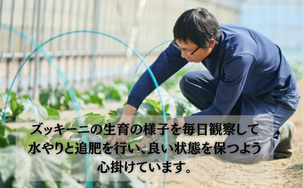 ãºãããŒã çŽ2kg (10æ¬ååŸ) ãã£ããŒã« å°æŸåžç£ | ç³å·ç å°æŸåž JAããã