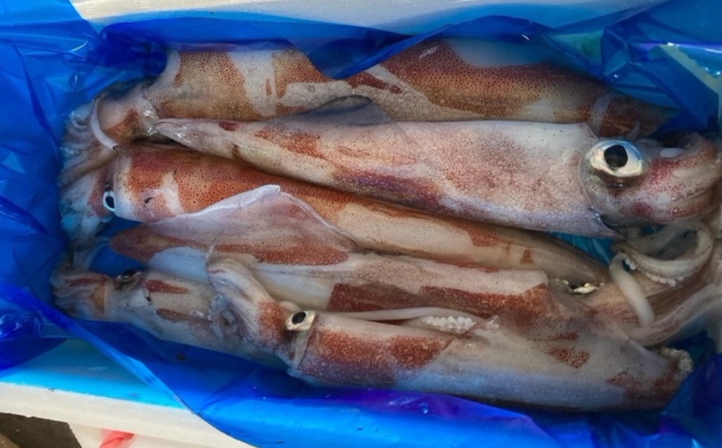 アカイカ 1kg (約2～4杯) イカ いか 海鮮 父の日 ギフト プレゼント【石川県漁業協同組合小松支所】