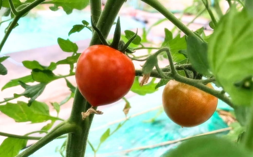 ãå
è¡äºçŽãææ©æ œå¹ããããã 900g (225gÃ4ããã¯) ãªãŒã¬ãã㯠ããããã | ç³å·ç å°æŸåž 西ç°èŸ²å