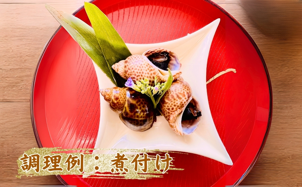 【季節限定】活黒ばい貝 （あずき貝）1kg 海鮮 父の日 ギフト プレゼント【石川県漁業協同組合小松支所】