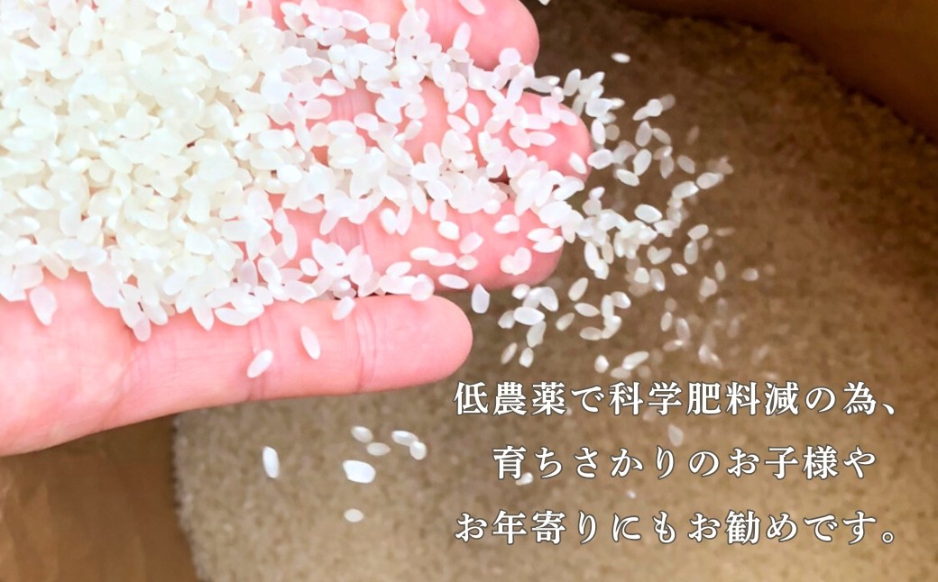 【定期便】令和7年産 こしひかりカルゲン米 5kg×3ヶ月(毎月) お米 白米 コシヒカリ | 石川県 小松市【坂口農園】