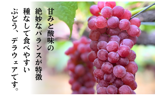 ã2026幎 å
è¡äºçŽããã©ãŠã§ã¢ 2kg 7æ¿~8æ¿ å€äºã¶ã©ãå æ¬ã®è¡èïœç³å·ç å°æŸåž å€äºã¶ã©ãå