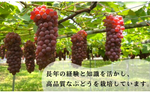 ã2026幎 å
è¡äºçŽããã©ãŠã§ã¢ 2kg 7æ¿~8æ¿ å€äºã¶ã©ãå æ¬ã®è¡èïœç³å·ç å°æŸåž å€äºã¶ã©ãå