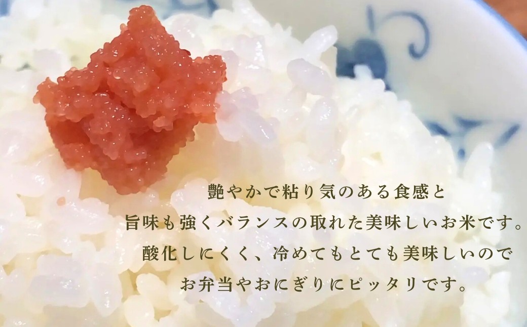 【定期便】令和7年産 こしひかりカルゲン米 5kg×3ヶ月(毎月) お米 白米 コシヒカリ | 石川県 小松市【坂口農園】