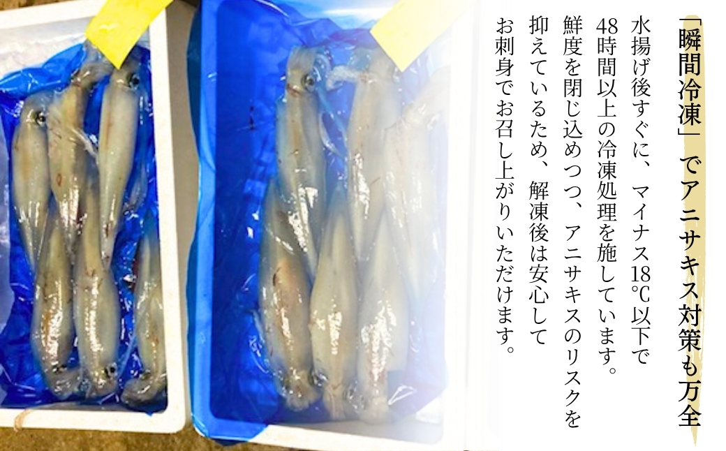 アカイカ 1kg (約2～4杯) イカ いか 海鮮 父の日 ギフト プレゼント【石川県漁業協同組合小松支所】