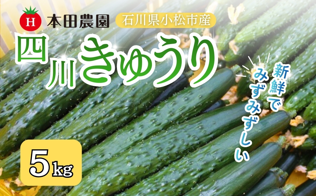 【先行予約】 四川きゅうり 5kg 本田農園 野菜 ギフト | 石川県 小松市 本田農園