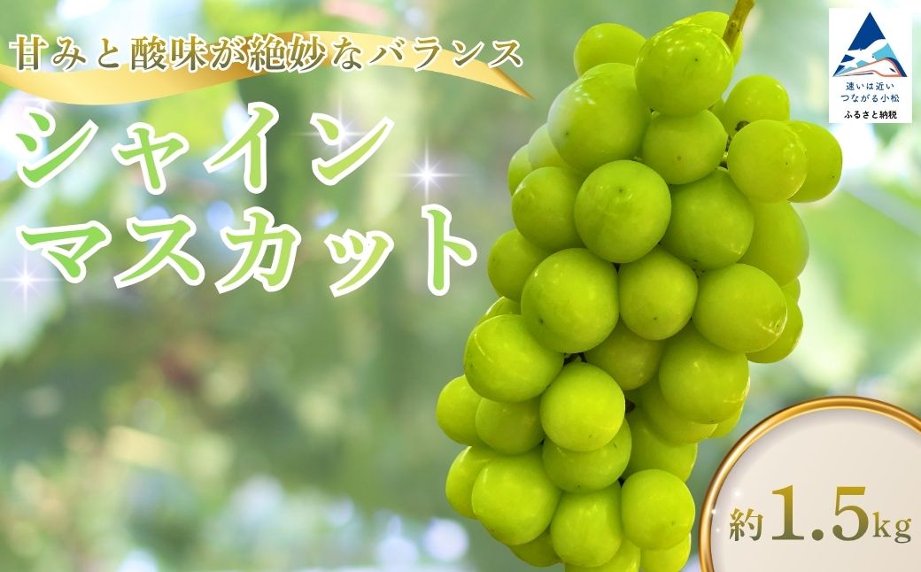 【2026年 先行予約】 シャインマスカット 約1.5kg フルーツ 果物 種なし 皮ごと食べられる | 石川県 小松市 多井ぶどう園