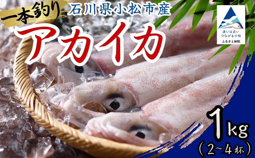 アカイカ 1kg (約2～4杯) イカ いか 海鮮 父の日 ギフト プレゼント【石川県漁業協同組合小松支所】