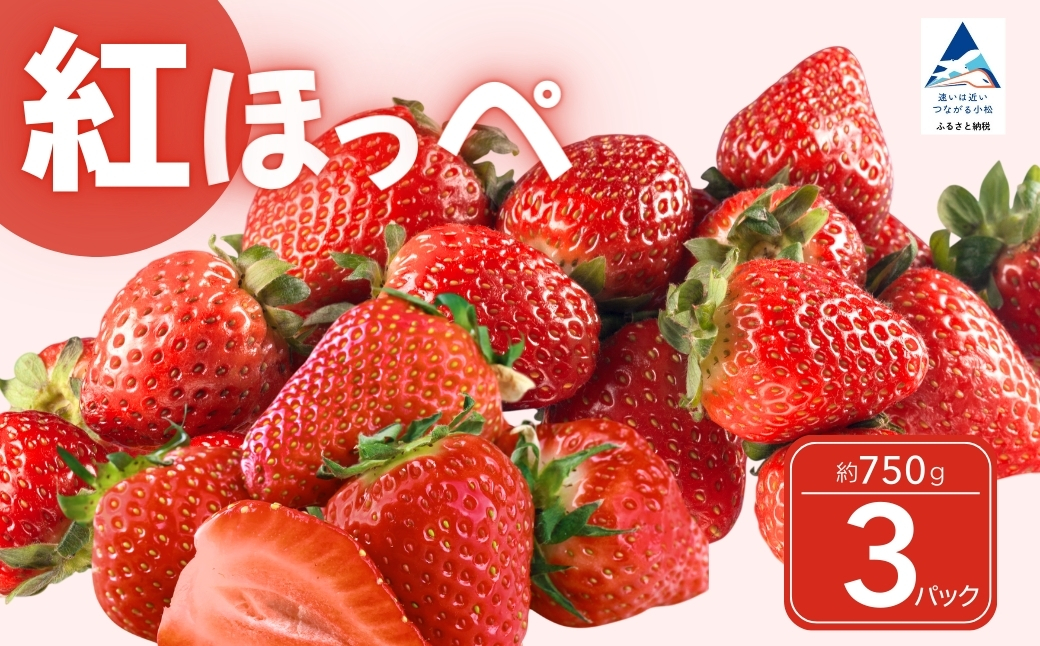 こまつイチゴ 紅ほっぺ 【 3パック（約750g）】苺 べにほっぺ | 石川県 小松市