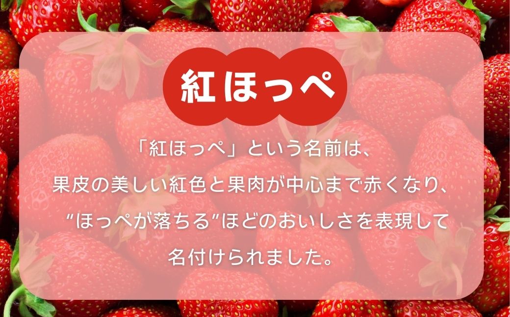 こまつイチゴ 紅ほっぺ 【 3パック（約750g）】苺 べにほっぺ | 石川県 小松市