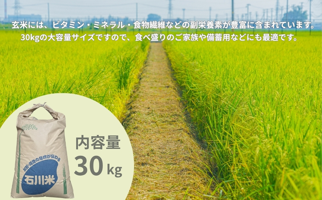 【先行予約】 コシヒカリ 玄米 30kg 令和8年産 米 コメ お米 げんまい 石川県産 小松市産 【有限会社嵐農産】