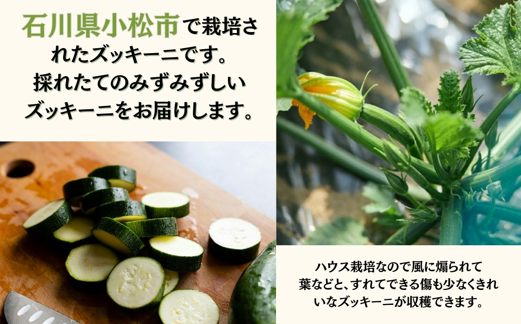 ãºãããŒã çŽ2kg (10æ¬ååŸ) ãã£ããŒã« å°æŸåžç£ | ç³å·ç å°æŸåž JAããã