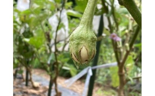 【先行予約】 季節限定 のうちゃんファームの白なす 6個 ナス 茄子 野菜