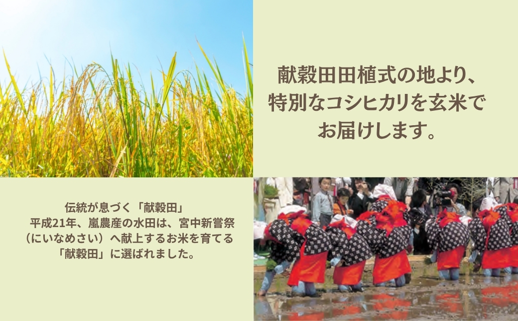 【先行予約】 コシヒカリ 玄米 30kg 令和8年産 米 コメ お米 げんまい 石川県産 小松市産 【有限会社嵐農産】