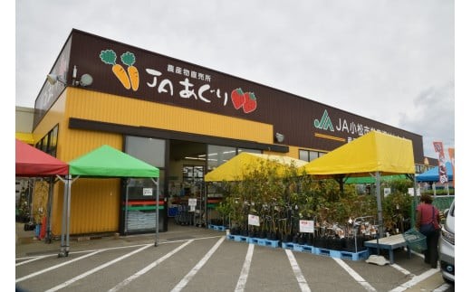 JA小松市 季節の野菜 6回定期便 隔月お届け｜石川県 小松市 ＪＡあぐり