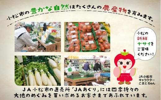 JA小松市 季節の野菜 6回定期便 隔月お届け｜石川県 小松市 ＪＡあぐり