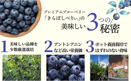 きらぼしべりぃのリッチソルベ4個入り  ジェラート ブルーベリー アイスクリーム