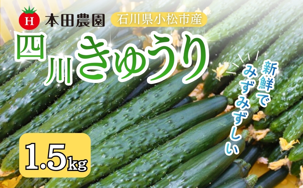 【先行予約】 四川きゅうり 1.5kg 本田農園 野菜 ギフト | 石川県 小松市 本田農園