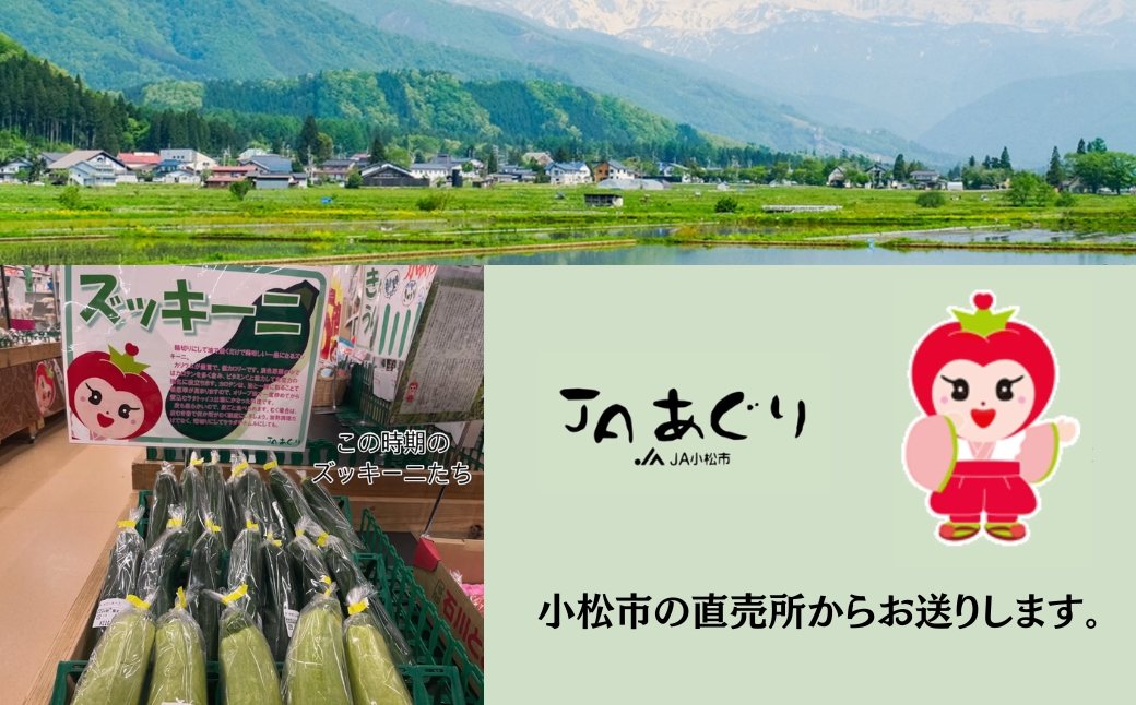 ãºãããŒã çŽ1kg (5æ¬ååŸ) ãã£ããŒã« å°æŸåžç£ | ç³å·ç å°æŸåž JAããã