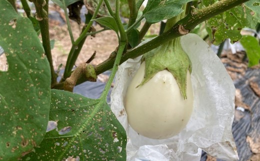 【先行予約】 季節限定 のうちゃんファームの白なす 6個 ナス 茄子 野菜